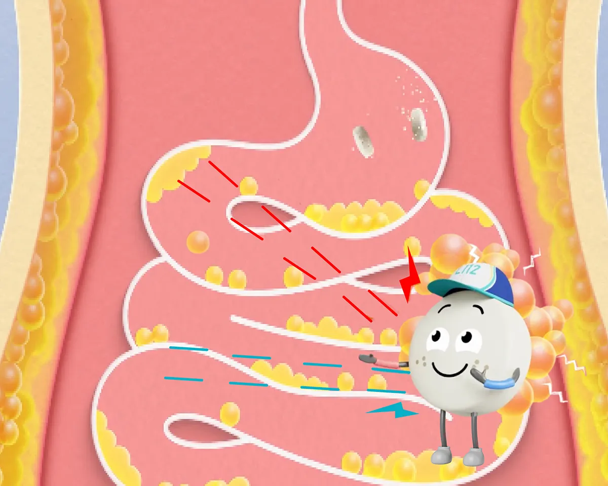 Illustration zeigt Verdauungstrakt mit formoline-Figur, die Fett bindet.