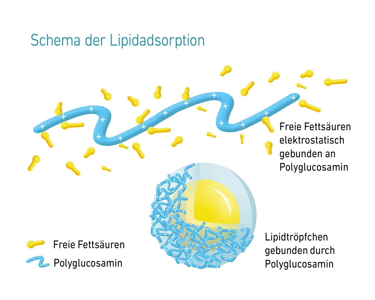 Grafik zeigt Bindung freier Fettsäuren durch Polyglucosamin.